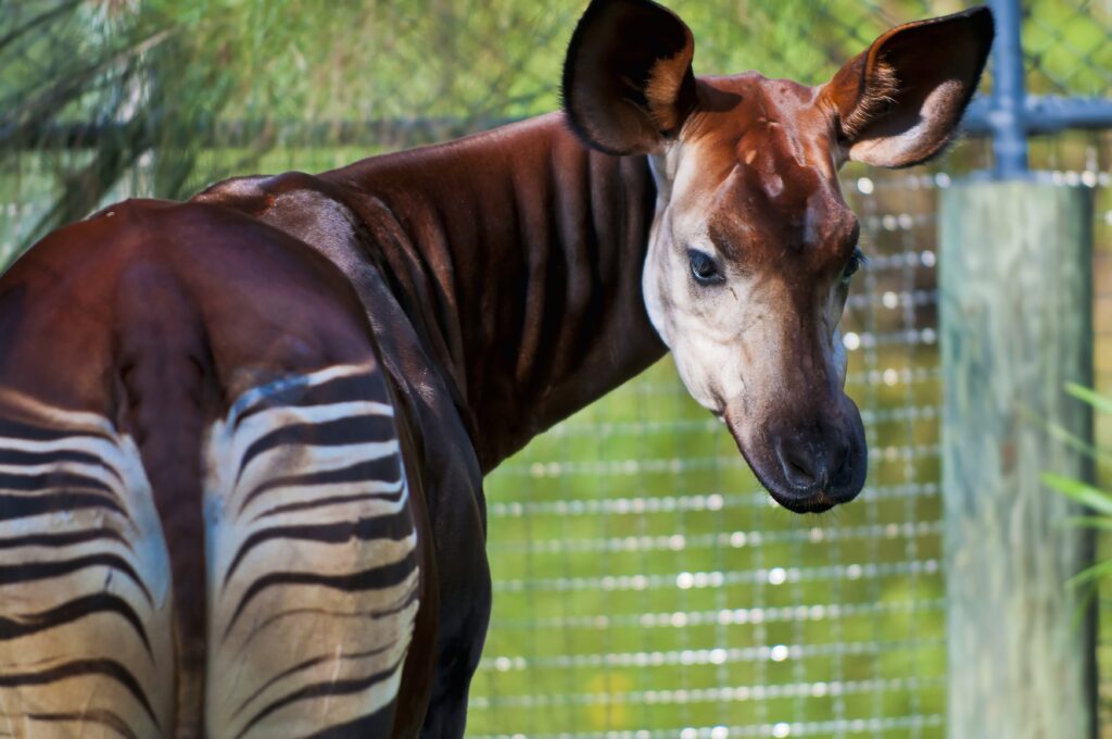 Okapi-01-1024x680 Rencontres Africaines du Tourisme Durable (RATD) Evénements RATD 