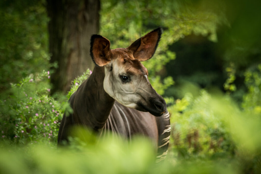 okapi--1024x683 Rencontres Africaines du Tourisme Durable (RATD) Evénements RATD 